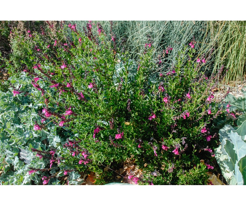 Wild Thing Sage